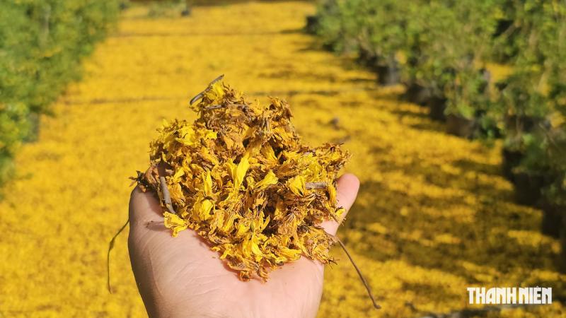 Cây phượng vàng nở rộ rực rỡ , nhuộm vàng góc trời TP . HCM tuyệt đẹp - Ảnh 9.