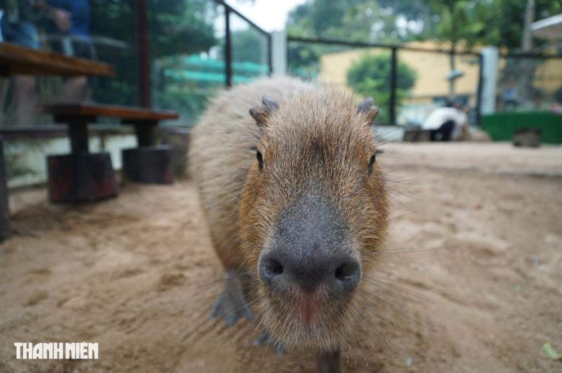 Vì sao capybara ở Thảo Cầm Viên Sài Gòn lúc nào cũng trông như buồn ngủ? - Ảnh 1.