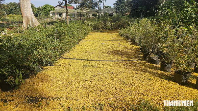 Cây phượng vàng nở rộ rực rỡ , nhuộm vàng góc trời TP . HCM tuyệt đẹp - Ảnh 8.