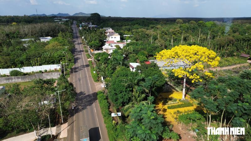 Cây phượng vàng nở rộ rực rỡ , nhuộm vàng góc trời TP . HCM tuyệt đẹp - Ảnh 1.