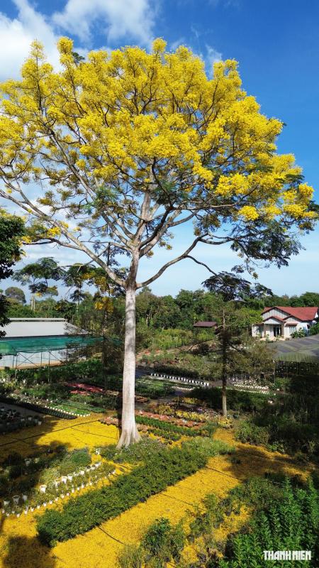Cây phượng vàng nở rộ rực rỡ , nhuộm vàng góc trời TP . HCM tuyệt đẹp - Ảnh 4.