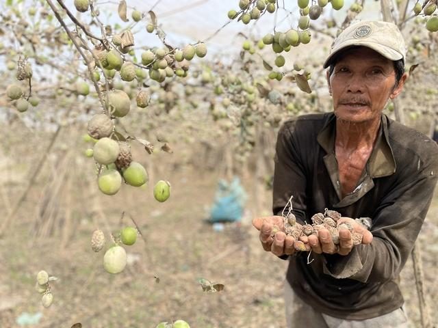 Thủ phủ nho, táo rũ bùn gượng dậy - Ảnh 1.