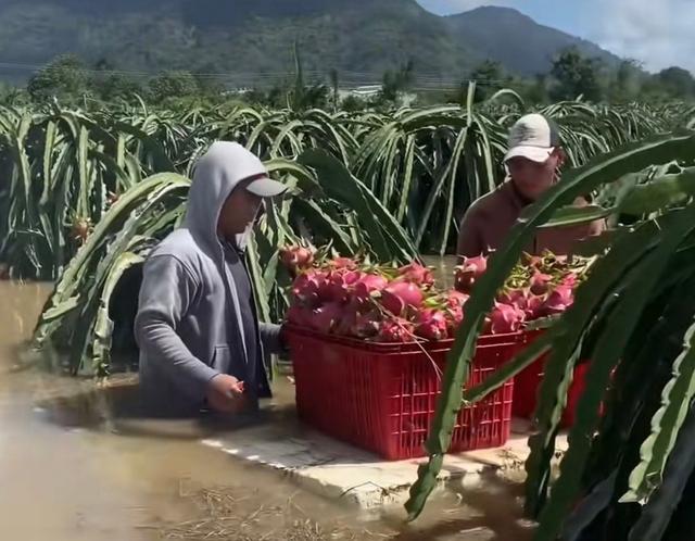 Người làm vườn mất tết vì lũ lụt- Ảnh 1.
