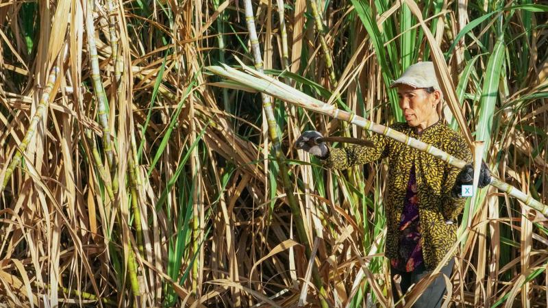Cánh đồng mía trổ hoa tím gây ‘sốt’ mạng xã hội: Chuyên gia nói gì?- Ảnh 1.