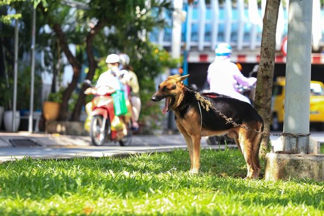 Thả rông chó, mèo phạt bao nhiêu, ai xử phạt?- Ảnh 2.
