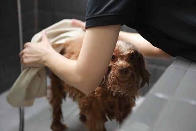 Làm đẹp thú cưng ở TP.HCM: Kiên nhẫn và cả trắc ẩn với khách hàng 4 chân- Ảnh 4.