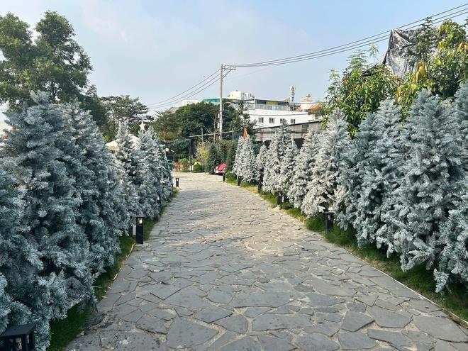 'Công viên Noel' với 200 cây thông, có cây cao hơn 7 m, hút khách  - Ảnh 1.