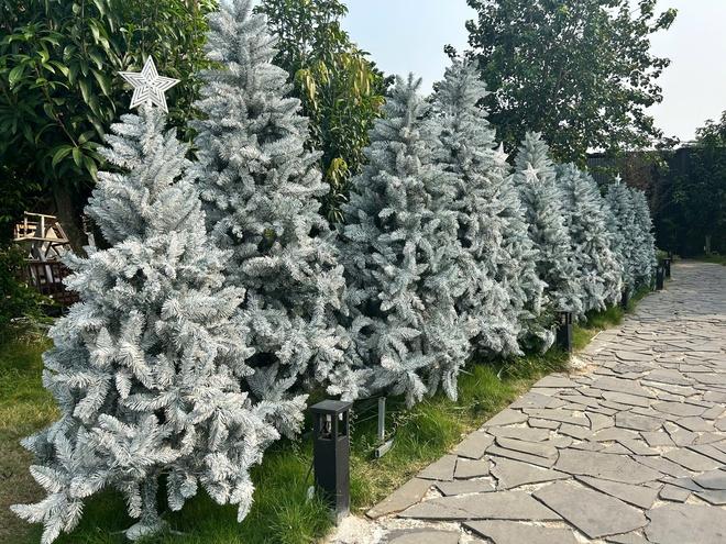 'Công viên Noel' với 200 cây thông, có cây cao hơn 7 m, hút khách  - Ảnh 2.