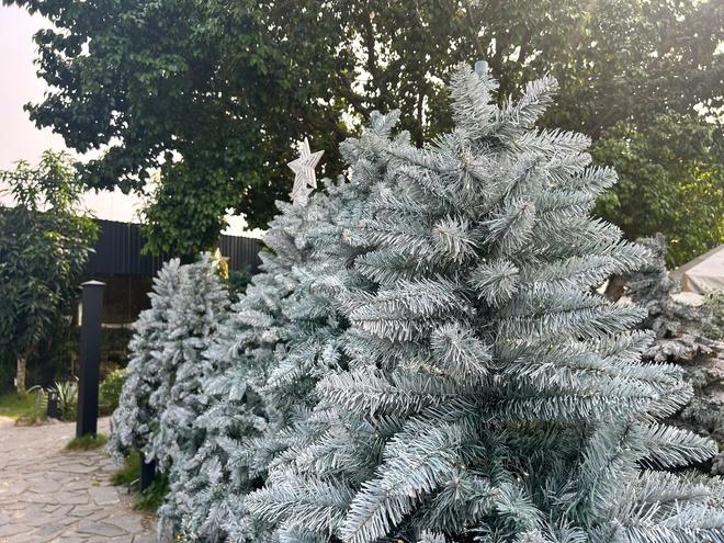 'Công viên Noel' với 200 cây thông, có cây cao hơn 7 m, hút khách  - Ảnh 3.