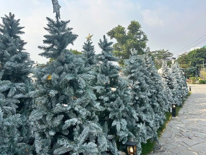 'Công viên Noel' với 200 cây thông, có cây cao hơn 7 m, hút khách  - Ảnh 4.