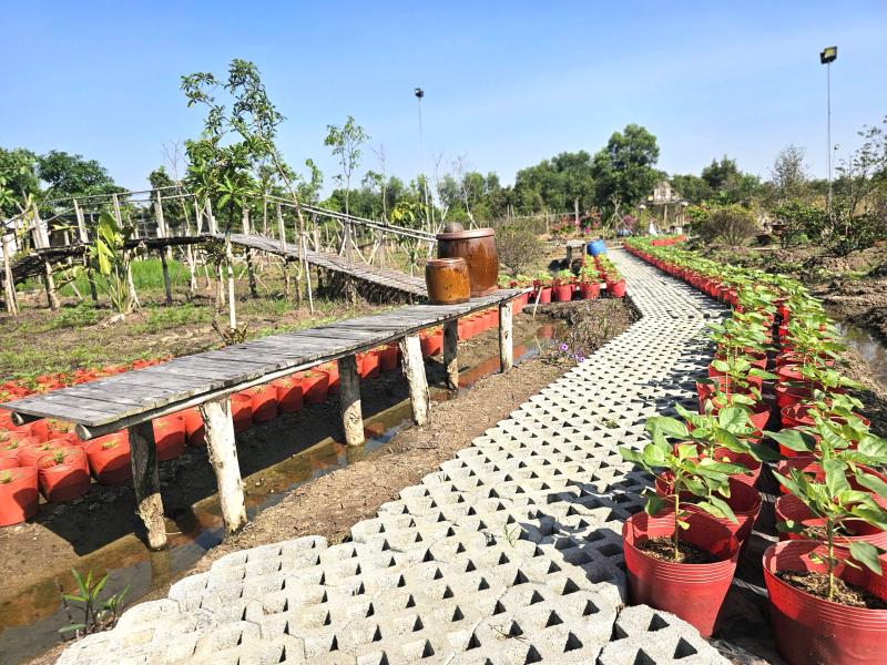 Lão nông xã Tân Nhựt tất bật chuẩn bị vườn hoa check-in rực rỡ đón tết - Ảnh 2.