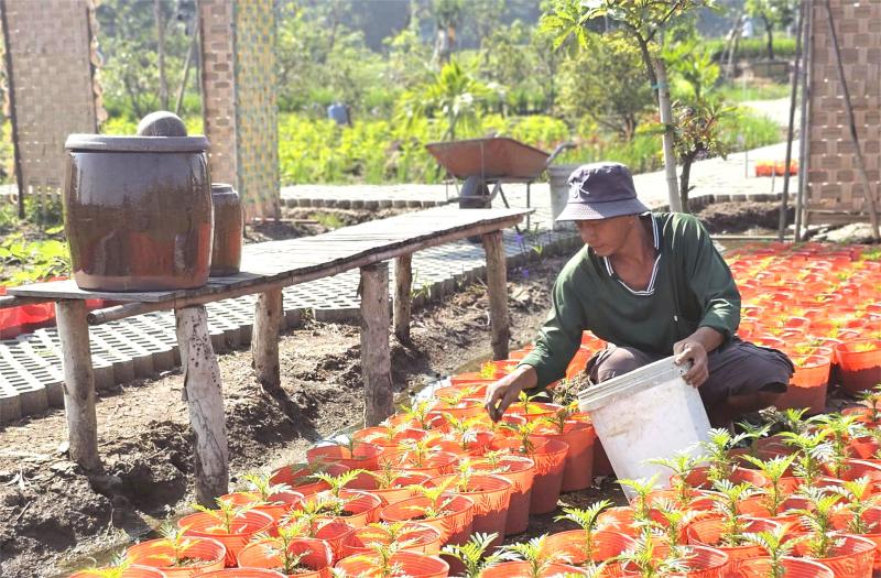 Lão nông xã Tân Nhựt tất bật chuẩn bị vườn hoa check-in rực rỡ đón tết - Ảnh 4.