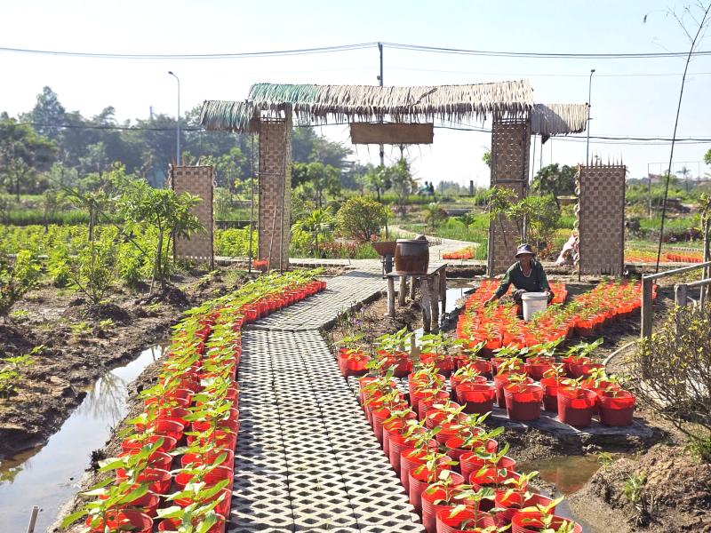 Lão nông xã Tân Nhựt tất bật chuẩn bị vườn hoa check-in rực rỡ đón tết - Ảnh 1.