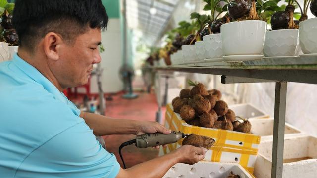 Biến trái dừa khô thành dừa bonsai Thanh Tùng độc lạ cho 12 con giáp - Ảnh 6.