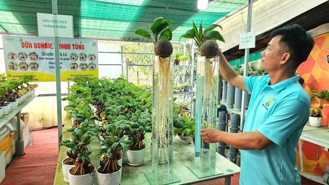 Biến trái dừa khô thành dừa bonsai Thanh Tùng độc lạ cho 12 con giáp - Ảnh 5.