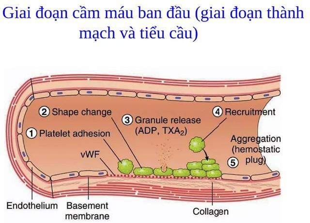 Quá trình lành thương như thế nào, phương pháp giúp phục hồi nhanh ngừa sẹo tối ưu? - Ảnh 2.