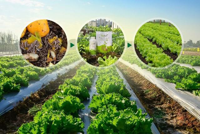 Phân bón này tạo thực phẩm sạch, giảm phát thải khí nhà kính, bảo vệ môi trường - Ảnh 2.