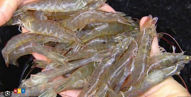 Sở KH-CN Lâm Đồng nói về việc dừng dự án "chỉ dẫn địa lý tôm Bình Thuận"? - Ảnh 4.