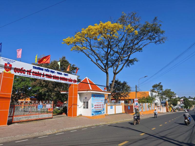 Rực rỡ sắc phượng vàng những ngày đầu năm  - Ảnh 4.