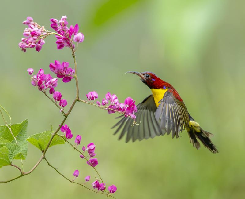 Khoảnh khắc đẹp: Chim hút mật hoàng tử rực rỡ bên hoa tigon, nhiều người xao xuyến - Ảnh 4.