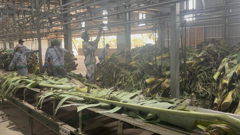 Tỉ phú Trần Bá Dương biến chuối phế thải thành sợi vải như thế nào? - Ảnh 2.