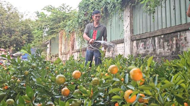Gần 2.000 cây quất vượt 1.000 km vào TP.HCM: Chuyến xe tết không đặt nặng lời lãi - Ảnh 2.