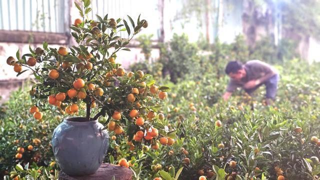 Chuyến xe tết của anh Tuấn mang gần 2 . 000 Cây quất từ Bắc vào Nam - Ảnh 1.