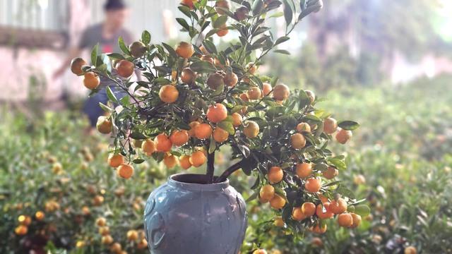 Chuyến xe tết của anh Tuấn mang gần 2 . 000 Cây quất từ Bắc vào Nam - Ảnh 6.
