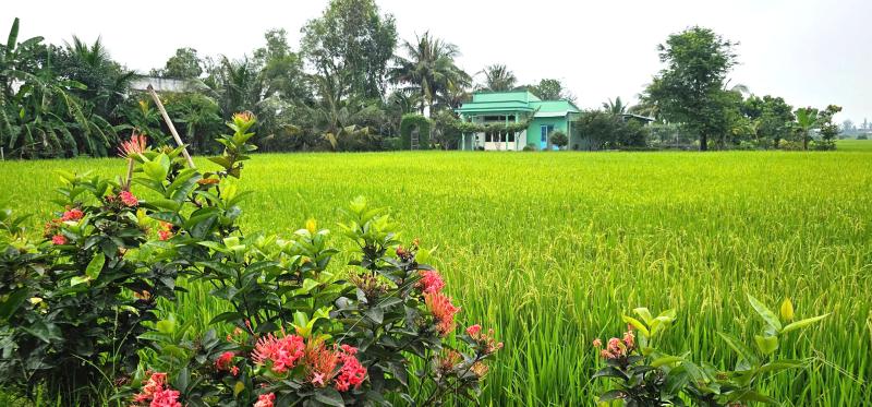 Chuyện về Ổ Cu Kiến Vàng: Cung đường lạ, đẹp như tranh ở vùng ven TP.HCM - Ảnh 4.