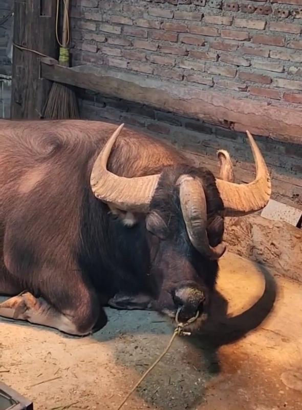 Hiếm gặp chú trâu 3 sừng không phải cày bừa, đông người ghé xem vì 'độc, lạ' - Ảnh 2.