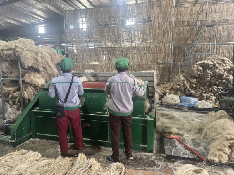 Tỉ phú Trần Bá Dương biến chuối phế thải thành sợi vải như thế nào? - Ảnh 5.
