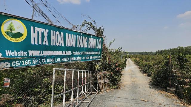 Kỹ nghệ xuống lá mai vàng giúp hoa nở đều ở làng mai vàng Bình Lợi - Ảnh 6.