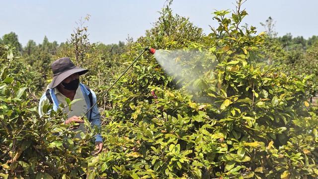 Kỹ nghệ xuống lá mai vàng giúp hoa nở đều ở làng mai vàng Bình Lợi - Ảnh 1.