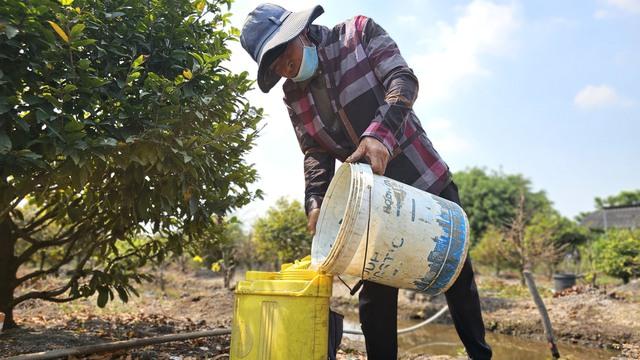 Kỹ nghệ xuống lá mai vàng giúp hoa nở đều ở làng mai vàng Bình Lợi - Ảnh 2.