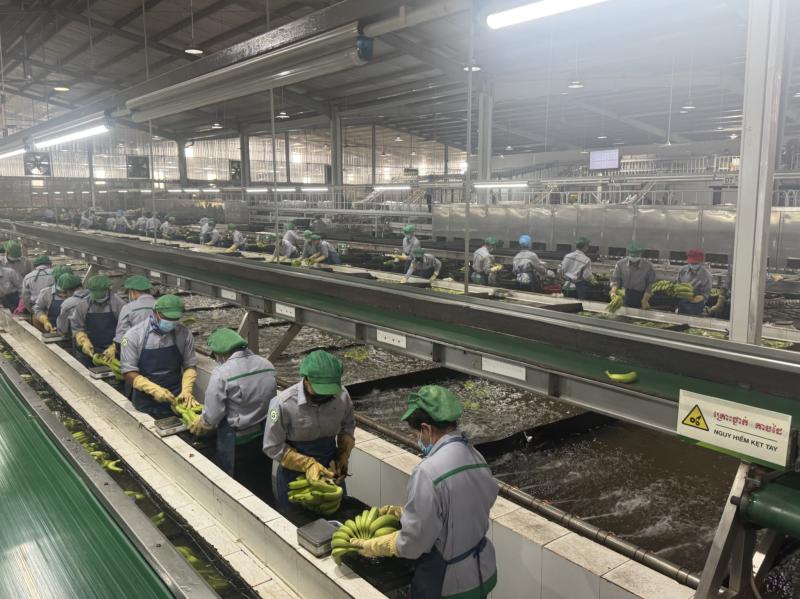 Tỉ phú Trần Bá Dương biến chuối phế thải thành sợi vải như thế nào? - Ảnh 1.