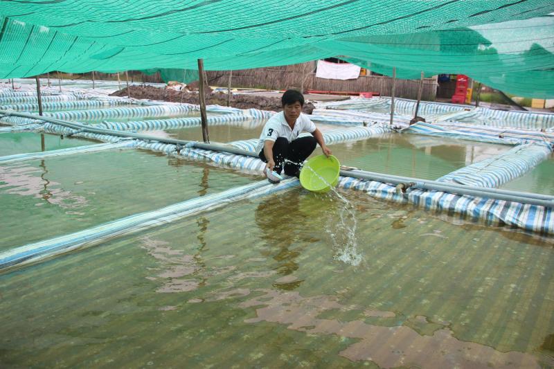 Nghề ương cua giống: Giữ mầm sống mong manh giữa những đêm không ngủ- Ảnh 6.