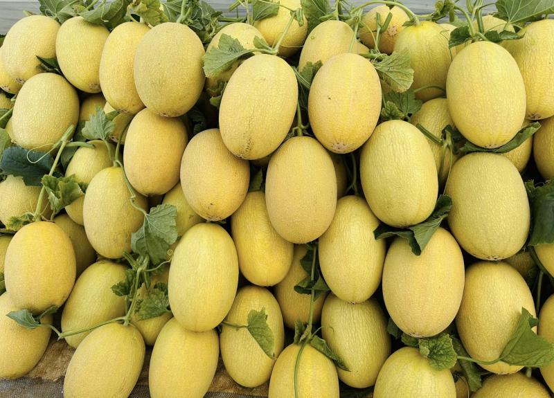 Vườn dưa đẹp mắt của người phụ nữ, bật mí mẹo nhận biết dưa ngon - Ảnh 2.