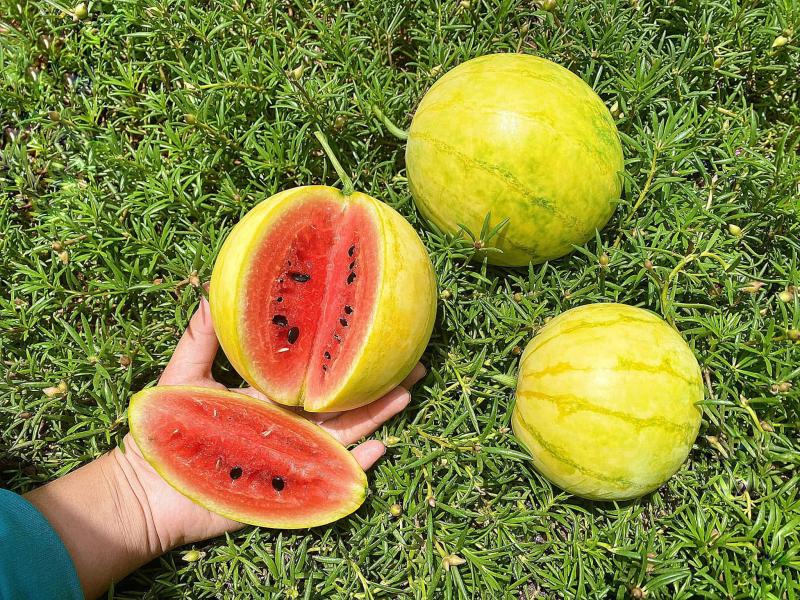 Vườn dưa đẹp mắt của người phụ nữ, bật mí mẹo nhận biết dưa ngon - Ảnh 4.