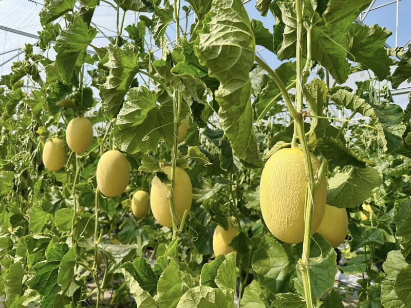 Vườn dưa đẹp mắt của người phụ nữ, bật mí mẹo nhận biết dưa ngon - Ảnh 3.