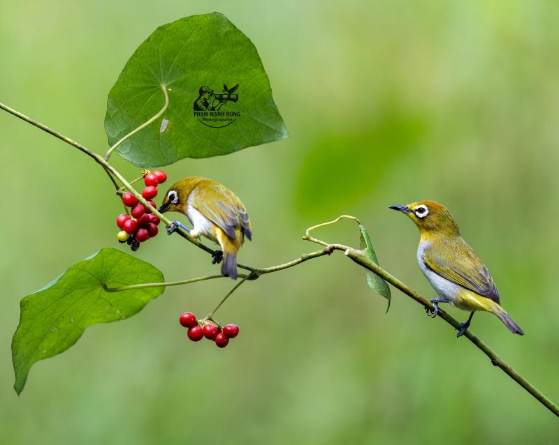 Khoảnh khắc hiếm: Bộ ảnh đôi chim vành khuyên quấn quýt khiến người xem 'tan chảy' - Ảnh 3.