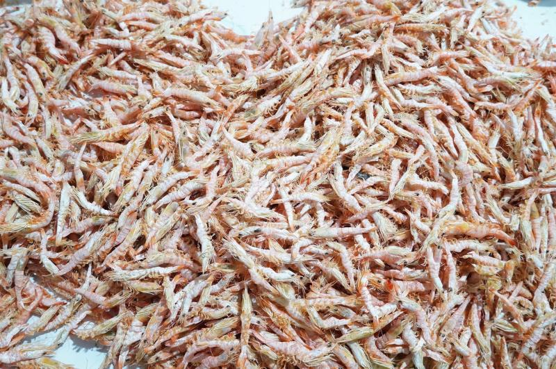 Dáng tôm khác biệt tạo nên tôm khô móng chim giá 1,5 triệu đồng/kg- Ảnh 2.