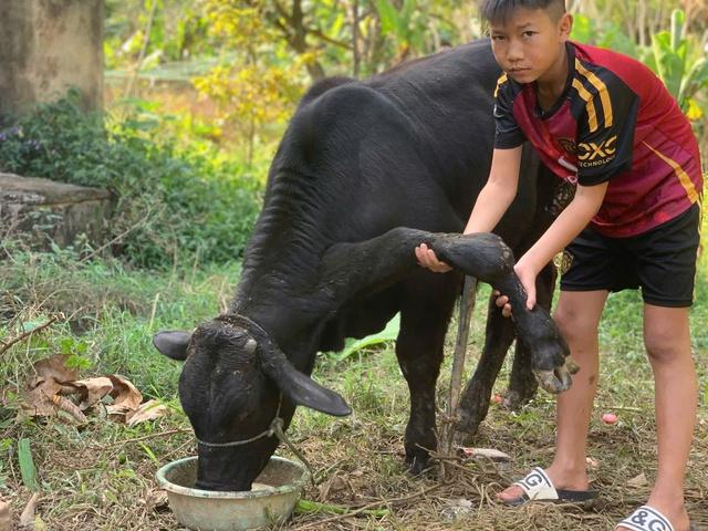 'Độc lạ' bò 6 chân: Khách trả gấp 20 lần giá mua ban đầu, chủ không bán - Ảnh 5.