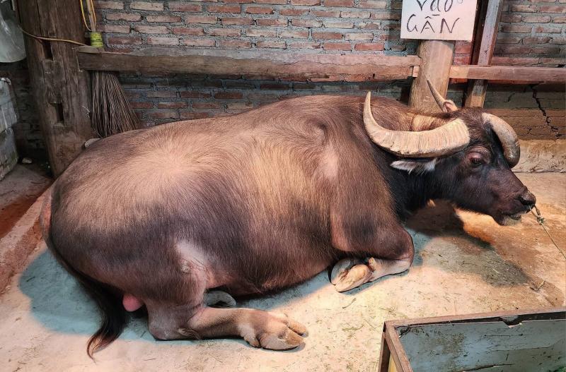 Hiếm gặp chú trâu 3 sừng không phải cày bừa, đông người ghé xem vì 'độc, lạ' - Ảnh 1.