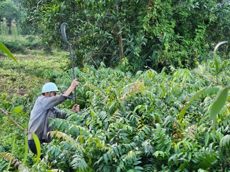 Mưu sinh bằng rau choại:Những phận đời tự lực cánh sinh bên lề đường Trần Văn Giàu - Ảnh 5.