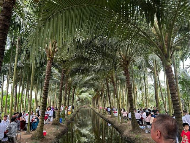Chú rể dùng vườn dừa 10.000 m2 tổ chức đám cưới: Khách khen thoáng mát, rộng rãi - Ảnh 1.