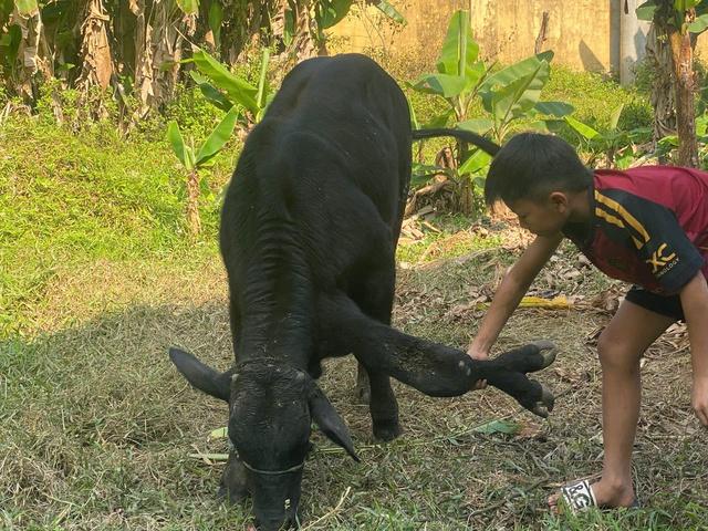 'Độc lạ' bò 6 chân: Khách trả gấp 20 lần giá mua ban đầu, chủ không bán - Ảnh 1.
