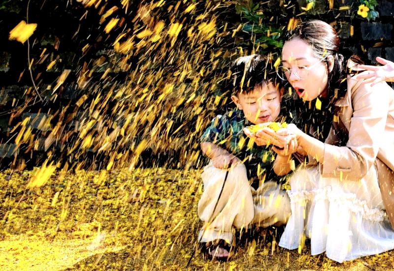 Rực rỡ sắc phượng vàng những ngày đầu năm  - Ảnh 6.