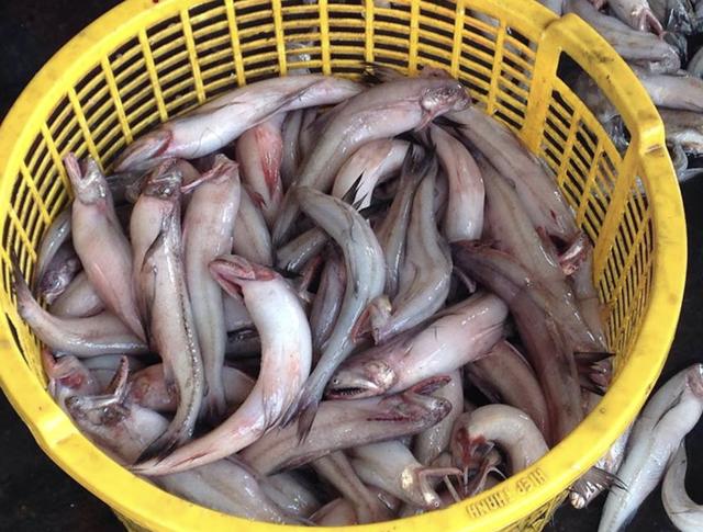 Cá khoai là cá gì? Loại cá thịt mềm 'tan ngay trong miệng' nấu món gì ngon? - Ảnh 1.