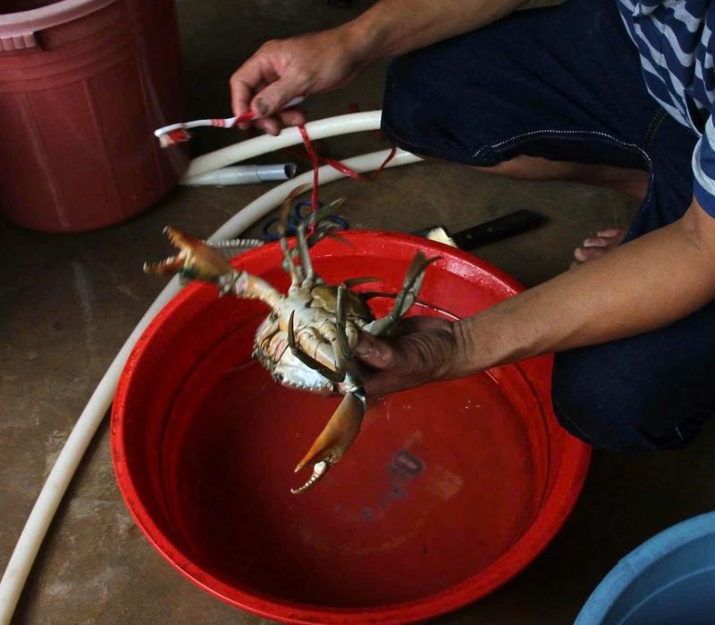 Nghề ương cua giống: Giữ mầm sống mong manh giữa những đêm không ngủ- Ảnh 2.