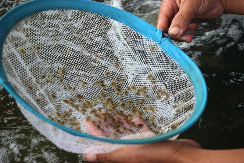 Nghề ương cua giống: Giữ mầm sống mong manh giữa những đêm không ngủ- Ảnh 4.